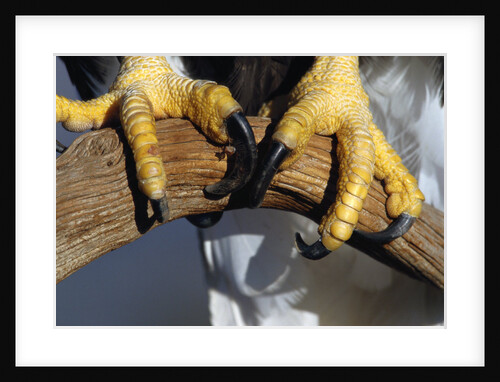 Talons of a Bald Eagle by Anonymous