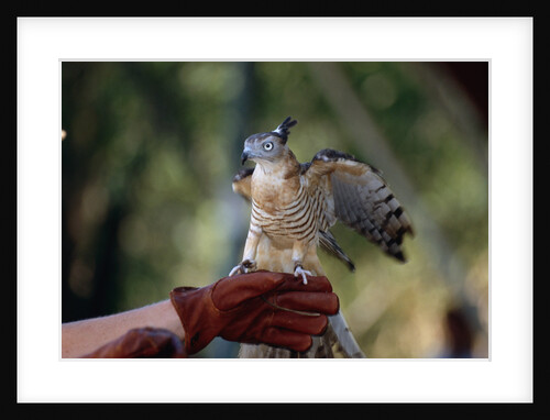 Pacific Baza Perched on Falconer's Hand by Anonymous