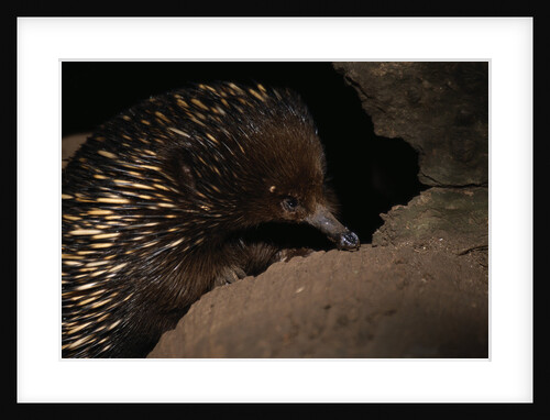 Echidna by Anonymous
