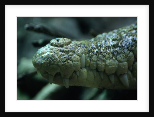 Saltwater Crocodile Snout by Anonymous