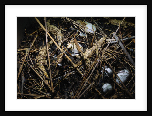 Young Saltwater Crocodiles and Eggs in Nest by Anonymous