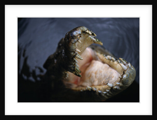 Attacking Saltwater Crocodile by Anonymous