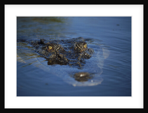 Saltwater Crocodile at Water's Surface by Anonymous