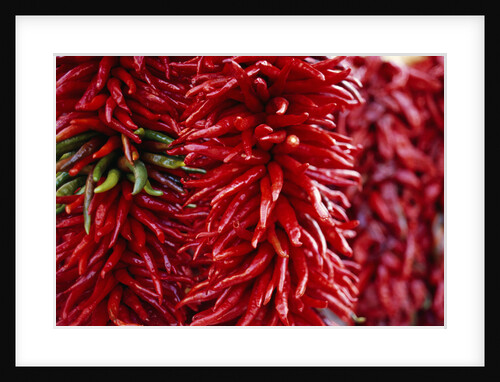 Chili Peppers by Anonymous