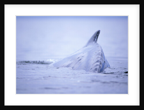 Dorsal Fin of Humpback Whale in Frederick Sound by Anonymous
