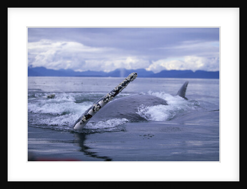 Humpback Whale Raising Pectoral Fin in Frederick Sound by Anonymous