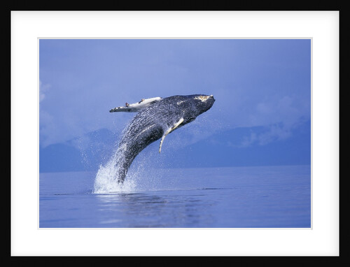 Young Humpback Whale Breaching in Frederick Sound by Anonymous