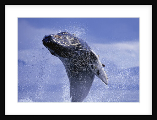Young Humpback Whale Breaching in Frederick Sound by Anonymous