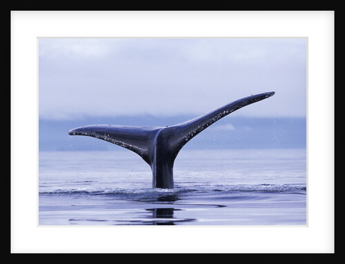 Tail Fin of Humpback Whale Sounding in Frederick Sound by Anonymous