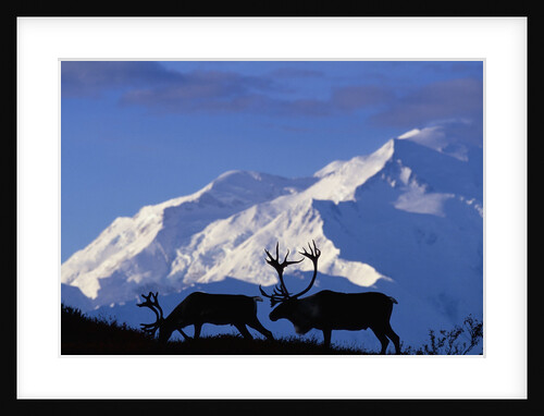 Caribou Grazing Near Wonder Lake Below Mt. McKinley by Anonymous
