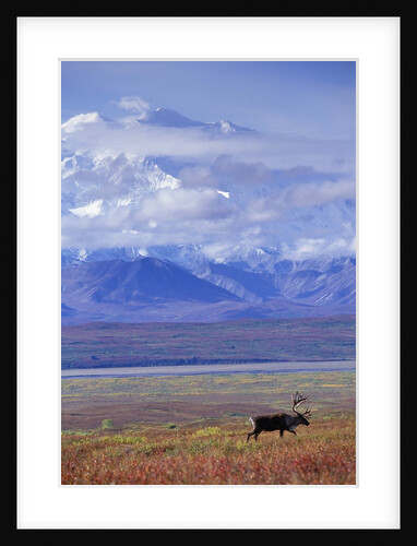 Caribou on Tundra Below Mt. McKinley by Anonymous
