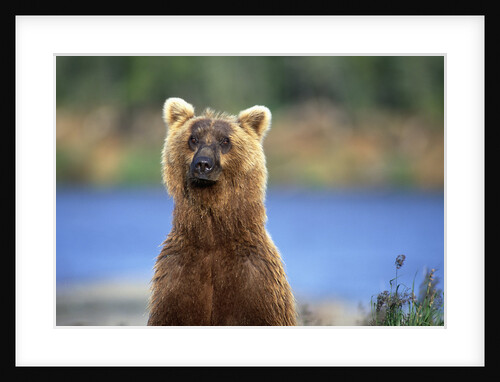 Brown Bear Standing Erect in Katmai National Park by Anonymous