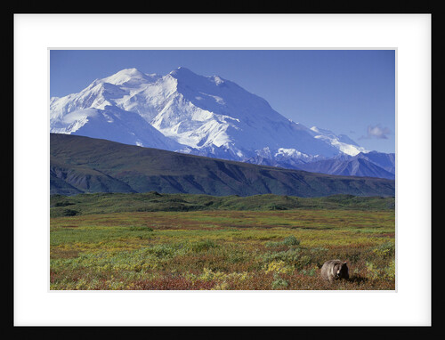 Grizzly Bear Feeding on Tundra Below Mt. McKinley by Anonymous