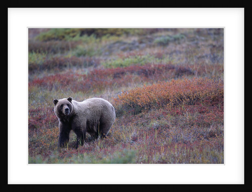 Grizzly Bear on Tundra Near Thorofare Pass by Anonymous