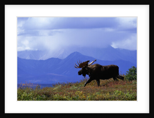 Moose on Tundra Near McKinley River in Alaska by Anonymous