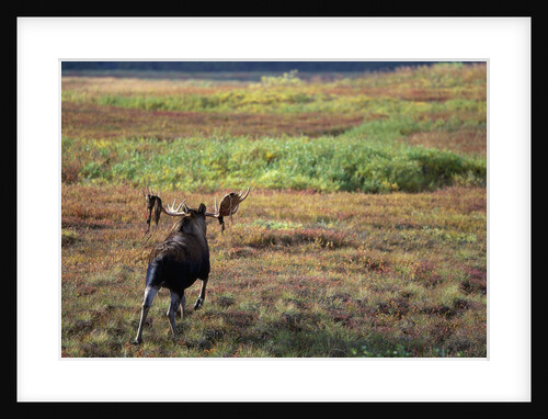 Moose on Tundra Near McKinley River in Alaska by Anonymous
