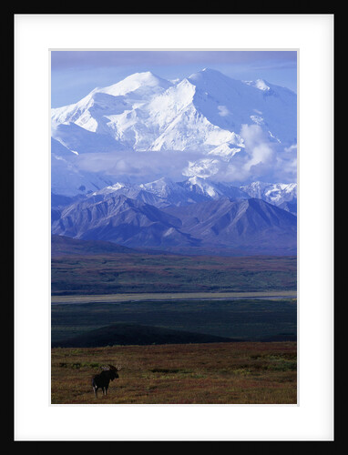 Moose on Tundra Below Mt. McKinley in Alaska by Anonymous
