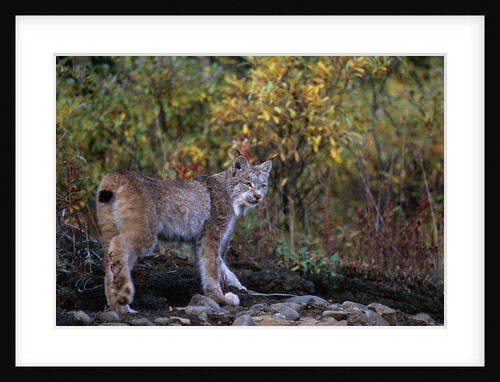 Lynx near Toklat River in Alaska by Anonymous