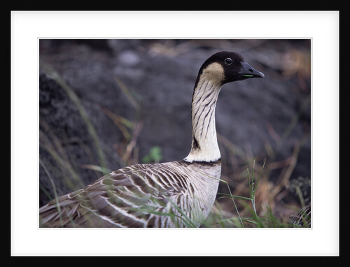 Nene on Hawaii Island Coast by Anonymous