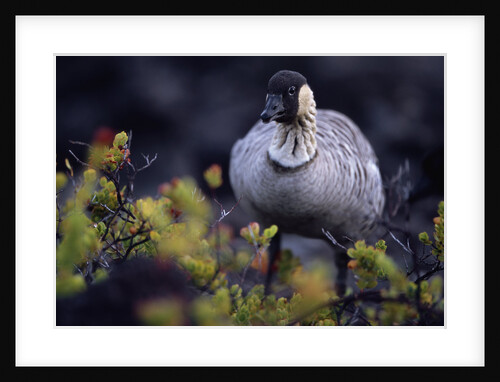 Nene on Hawaii Island Coast by Anonymous