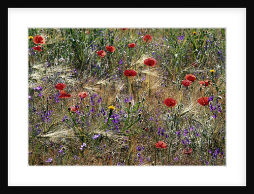 Red Poppies and Wildflowers by Anonymous