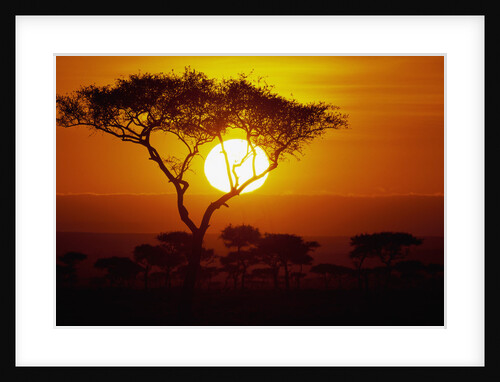 Sunrise on Masai Mara National Reserve by Anonymous