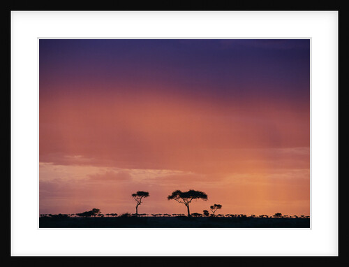 Masai Mara National Reserve at Dusk by Anonymous