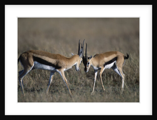 Thomson's Gazelles Sparring by Anonymous