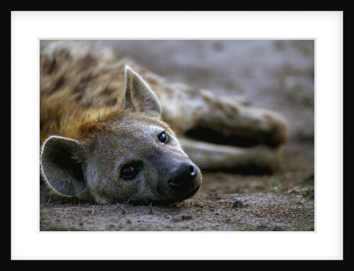 Spotted Hyena by Anonymous