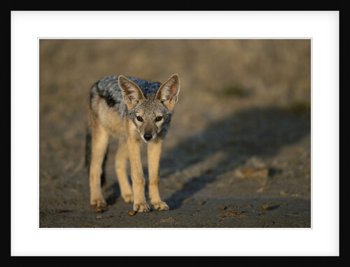 Jackal Pup by Anonymous