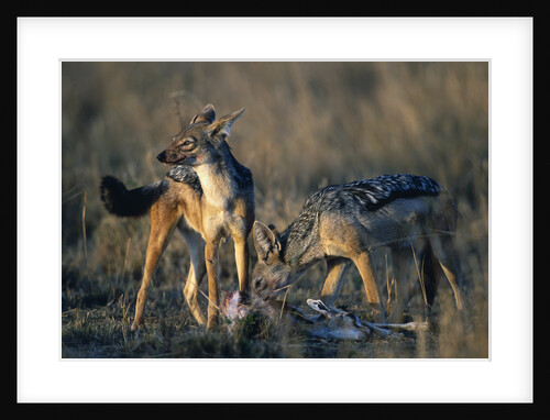Blackbacked Jackals Eating Gazelle by Anonymous