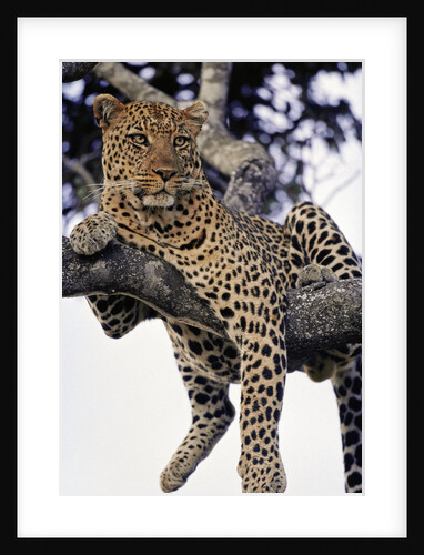 Leopard Lying in Tree by Anonymous