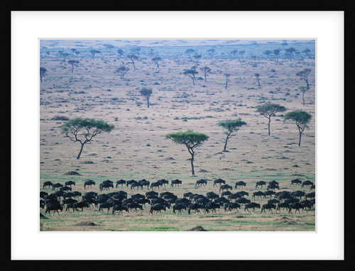 Wildebeest in Masai Mara National Reserve by Anonymous