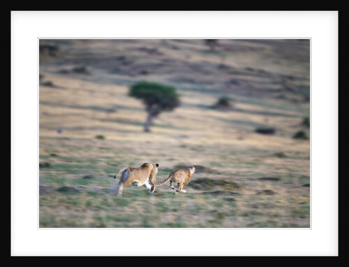 Lioness Chasing Cheetah by Anonymous
