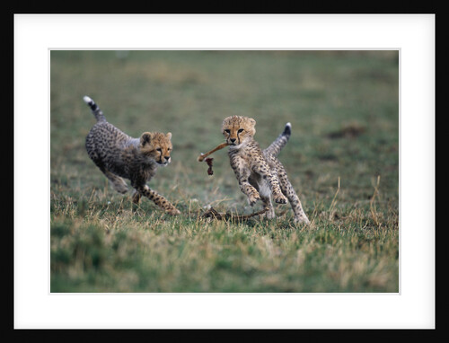 Cheetah Cubs Playing with Carcass by Anonymous