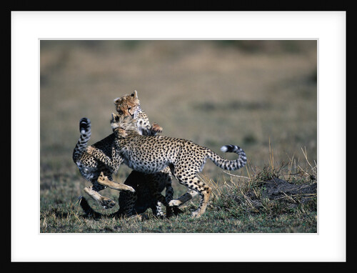 Cheetah Cubs Playing by Anonymous
