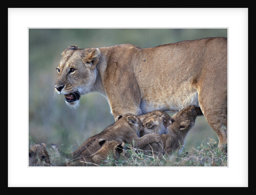 Lioness Nursing Cubs by Anonymous