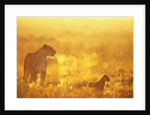 Lioness and Cub by Anonymous