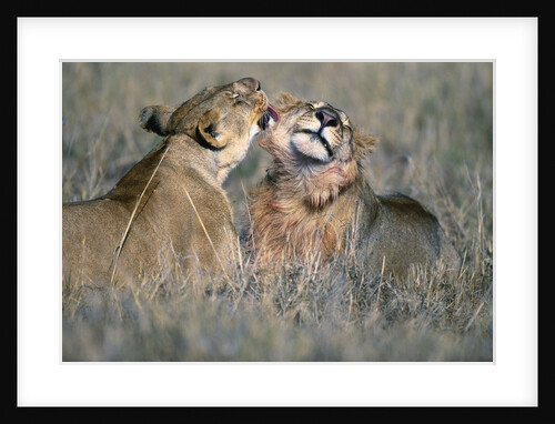 Lioness Grooming Young Male Lion by Anonymous