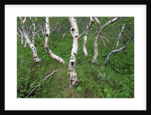 Birch Forest in Iceland by Anonymous