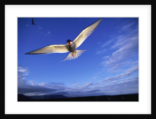 Arctic Tern in Iceland by Anonymous
