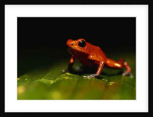 Strawberry Poison Arrow Frog by Anonymous