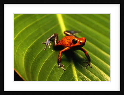 Strawberry Poison Arrow Frog by Anonymous