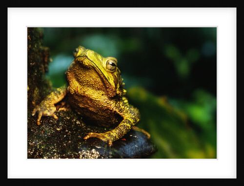 Green Climbing Toad by Anonymous
