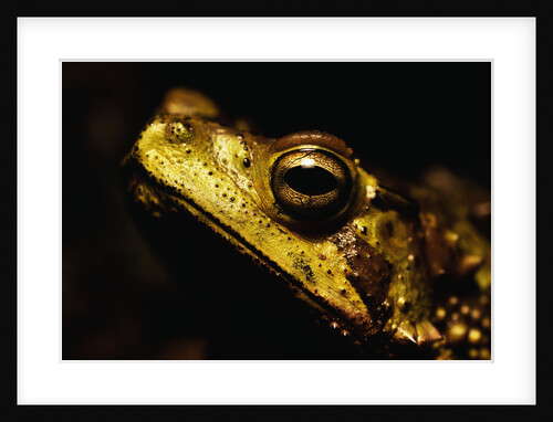 Green Climbing Toad by Anonymous