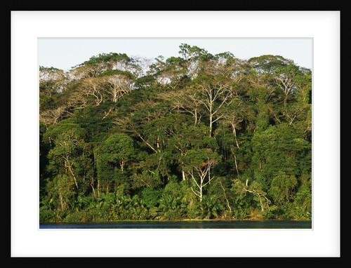 Rainforest in Soberania National Park by Anonymous