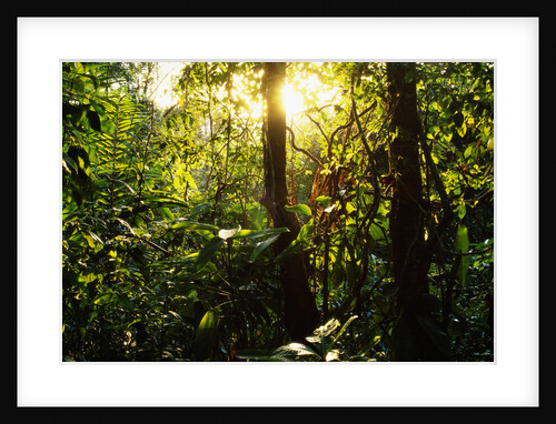 Tropical Rainforest in Panama by Anonymous