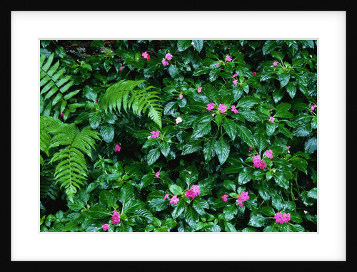 Wet Plants in Costa Rica Rainforest by Anonymous