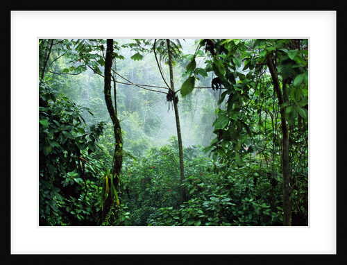 Mist Rising in Rainforest by Anonymous
