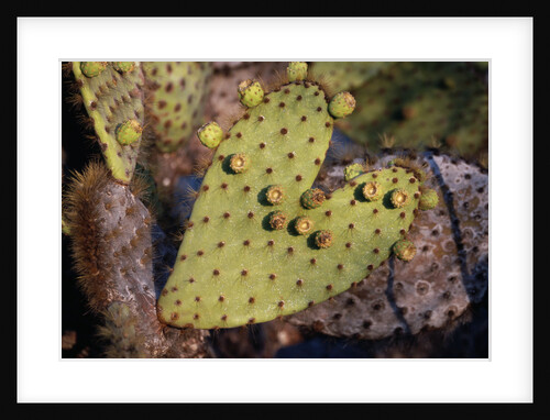 Heart Shaped Cactus Pad by Anonymous